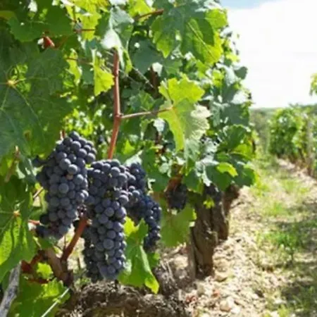 Coeur Des Grands Crus Medoc Ferienhaus